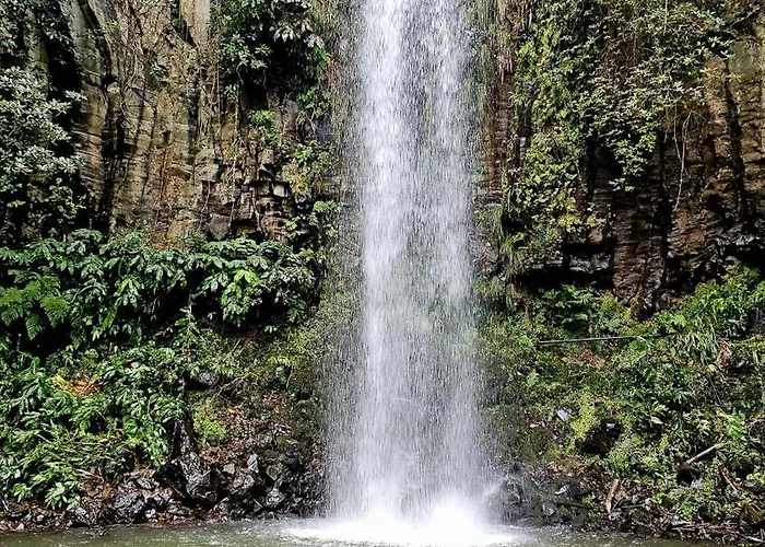 Floor In Flor Do Campo - سانتانا
